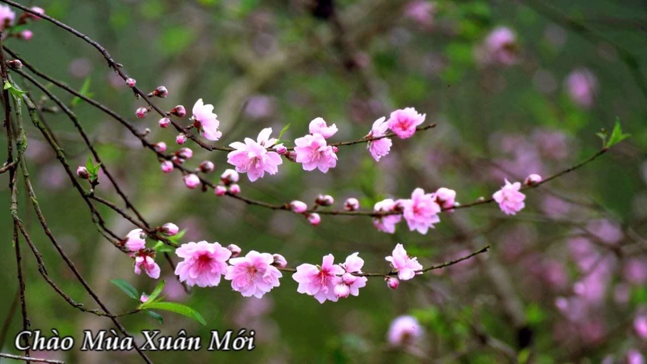 Phần mềm gửi tin nhắn chúc tết khách hàng